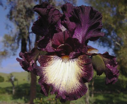 Select Circle - tall bearded Iris