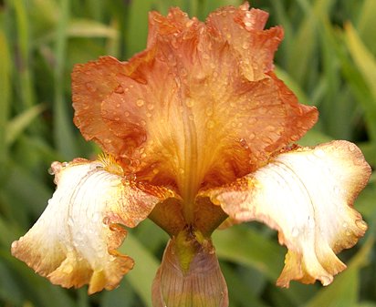 Seminole Secret - tall bearded Iris