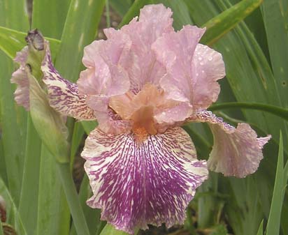 Serengeti Spaghetti - fragrant tall bearded Iris