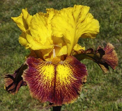 Shakedown - tall bearded Iris