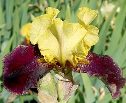 Shaman - tall bearded Iris