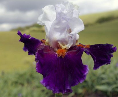 Sharpshooter - tall bearded Iris