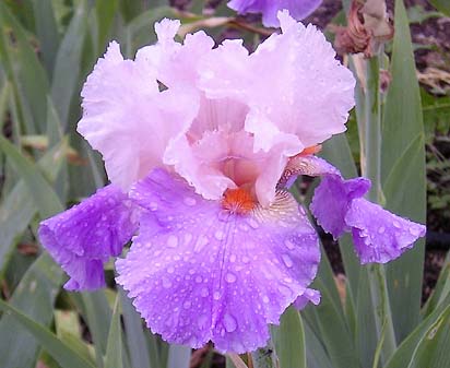 Sherryl Renee - fragrant tall bearded Iris