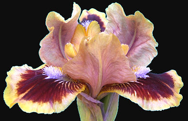 Shindig - SDB Standard Dwarf Bearded