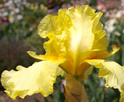 Shoot the Moon - fragrant reblooming tall bearded Iris