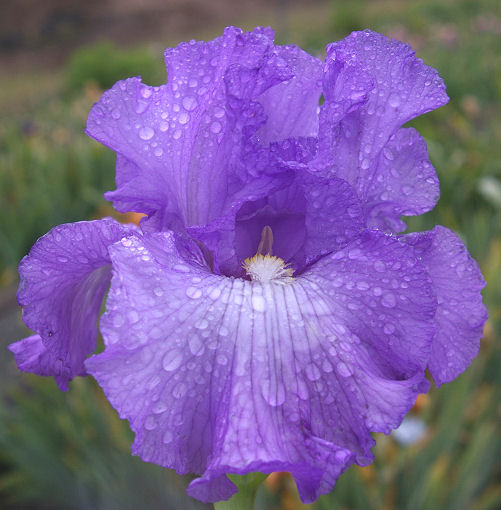 Show Finale - tall bearded Iris