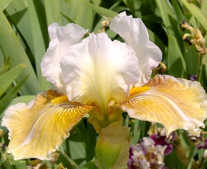Shurton Inn - tall bearded Iris