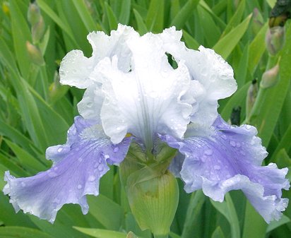Sierra Grande - fragrant tall bearded Iris