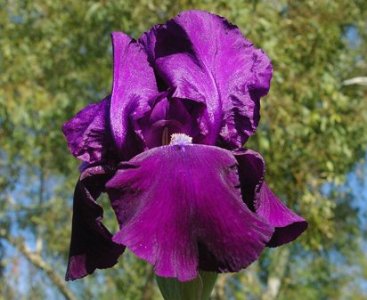 Sign of Leo - reblooming tall bearded Iris