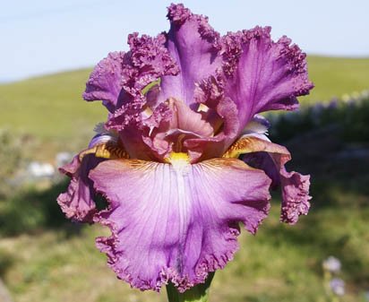 Silent Force - fragrant reblooming tall bearded Iris