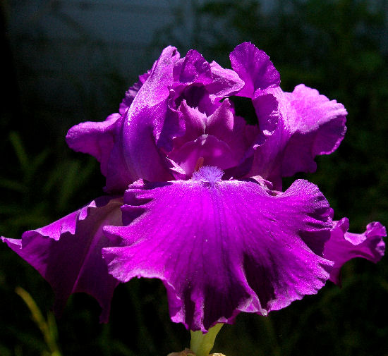 Silent Majesty - tall bearded Iris