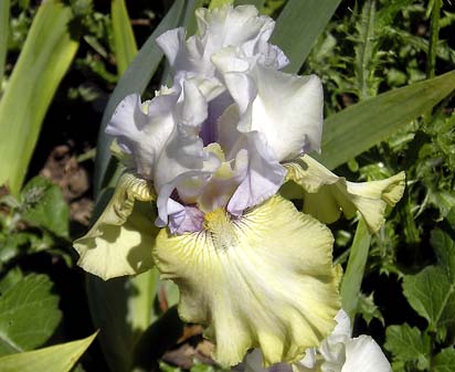Silicon Prairie - fragrant tall bearded Iris