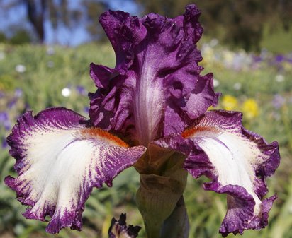 Silk Brocade - fragrant tall bearded Iris