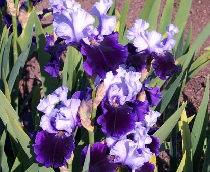 Silken Shadows - fragrant tall bearded Iris