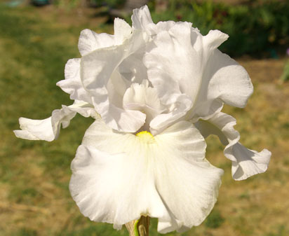 Silver Dividends - reblooming tall bearded Iris