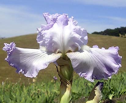 Silver Fizz - tall bearded Iris