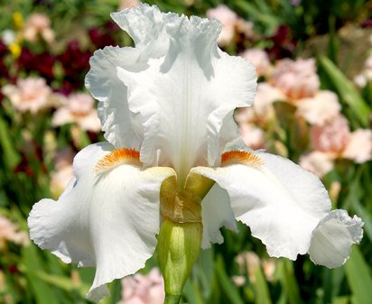 Silver Fox - tall bearded Iris