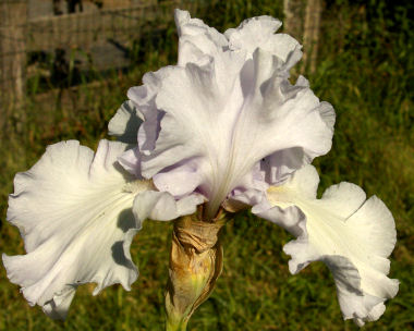 Silverado - tall bearded Iris