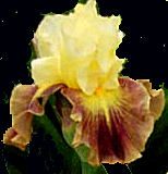 Sings with Frogs - tall bearded Iris