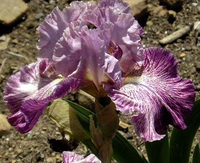 Skipalong - tall bearded Iris