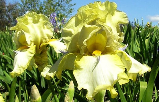 Sky Hooks - reblooming tall bearded Iris