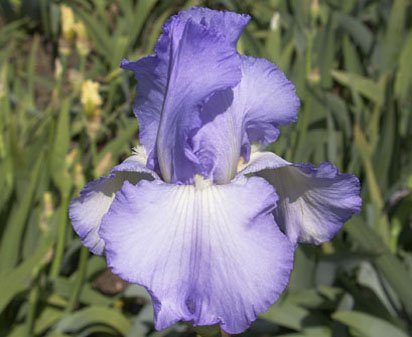Sky Search - fragrant tall bearded Iris
