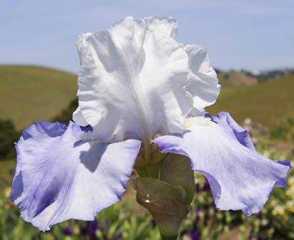 Skylark's Song - fragrant tall bearded Iris