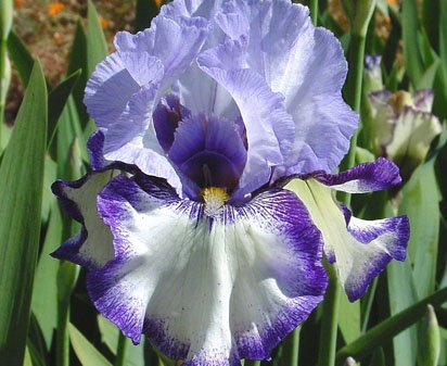 Sky's the Limit - tall bearded Iris