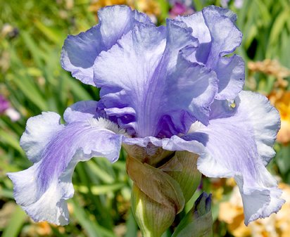 Skywalker - fragrant tall bearded Iris