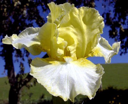 Slam Dunk - Intermediate bearded Iris