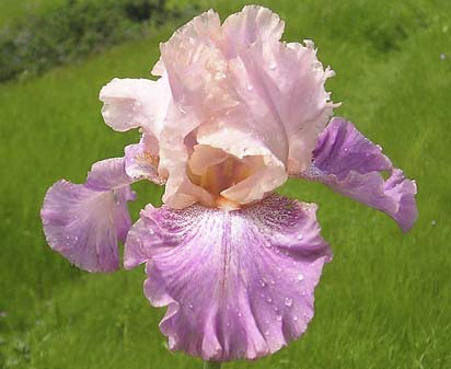 Slapstick - reblooming tall bearded Iris