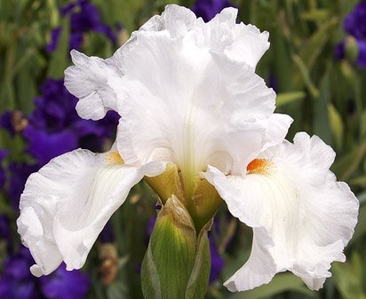 Sly Fox - reblooming tall bearded Iris