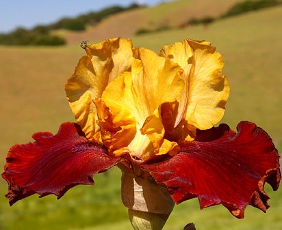 Smart Move - fragrant tall bearded Iris