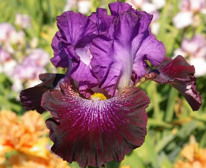 Smokin - tall bearded Iris