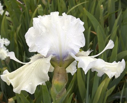 Snow Shoes - fragrant tall bearded Iris