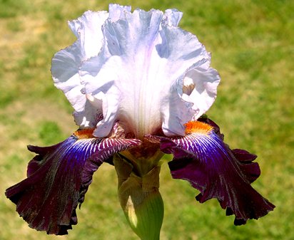 Snowed In - tall bearded Iris