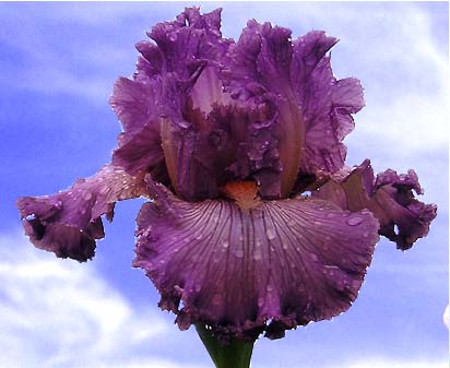 Social Graces - fragrant tall bearded Iris