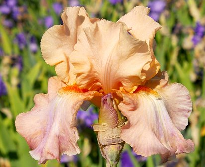 Soft As Silk - tall bearded Iris