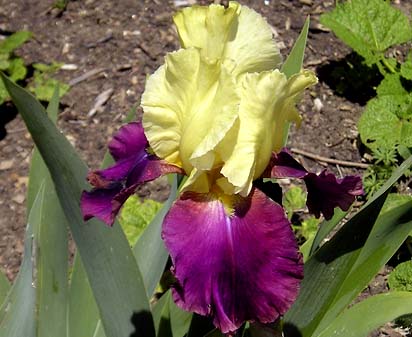 Solomon's Seal - Tall bearded Iris