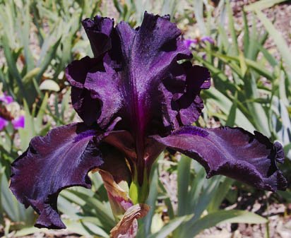 Son of Dracula - tall bearded Iris