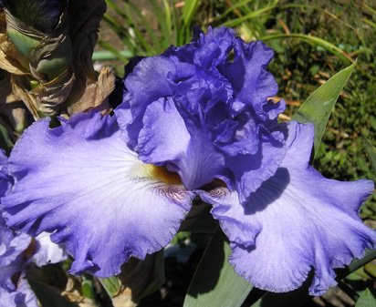 Sonata in Blue - fragrant reblooming tall bearded Iris