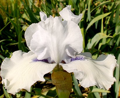 Song of Norway - tall bearded Iris