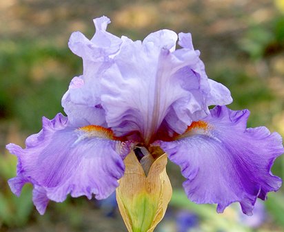Song of Spring - tall bearded Iris