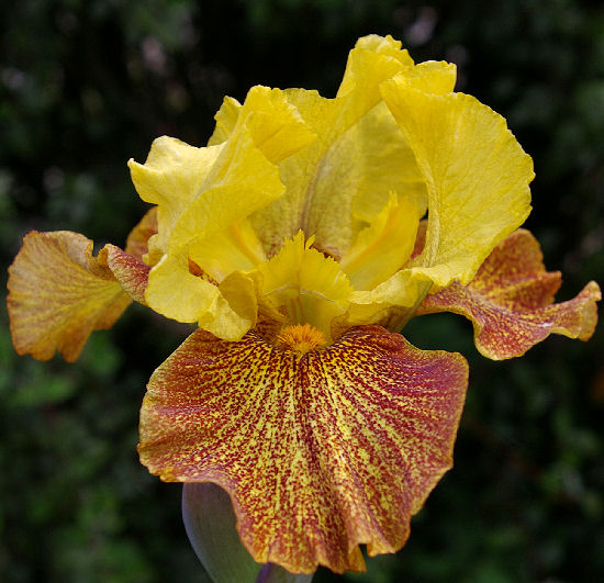 Sonoran Sands - Intermediate bearded Iris