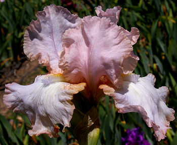 Sophistication - tall bearded Iris