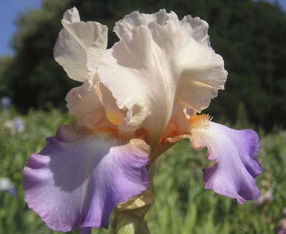 Sostenique - tall bearded Iris