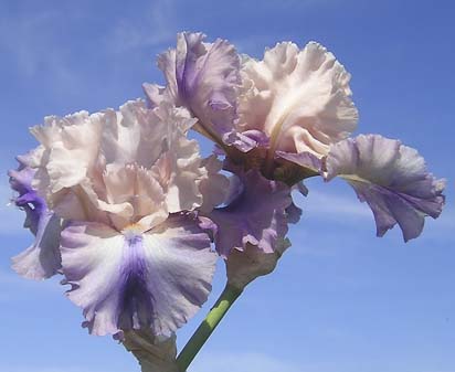 Sotto Voce - tall bearded Iris