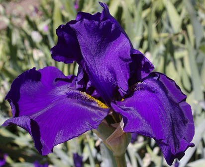 Space Viking - tall bearded Iris