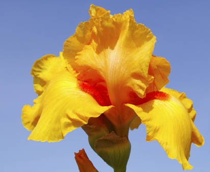 Spanish Fireball - fragrant reblooming tall bearded Iris