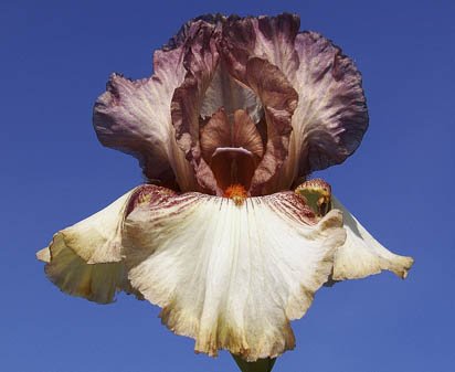 Sparkle Berry - tall bearded Iris